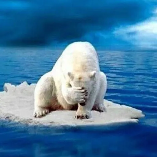 Bear Necessities