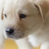 ILoveDogs 25
