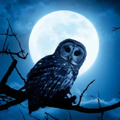 Raptured_Night