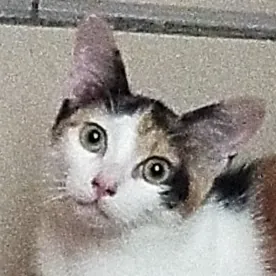 minulsyukri 31