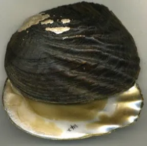 clamboy54