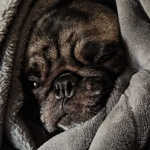 Pug Master123