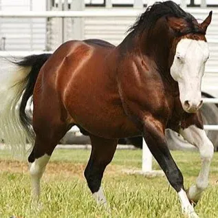 Aliya S