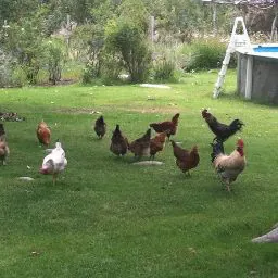 Christie “Grandma's Hen House” McMillan