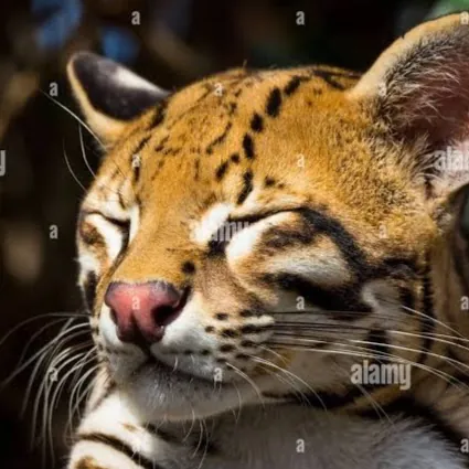 ShapeShifter