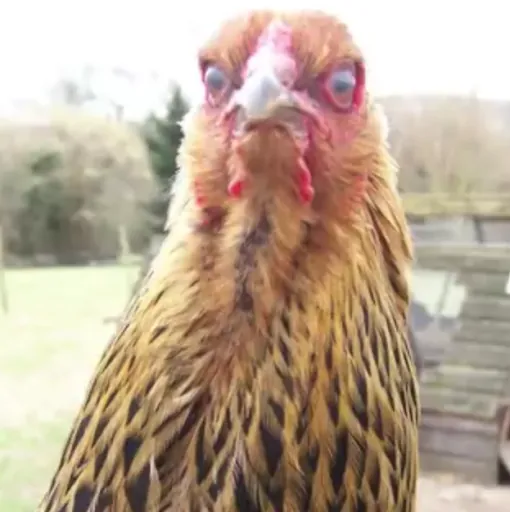 Jibbles
