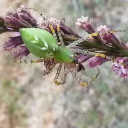 L. Spider Klein