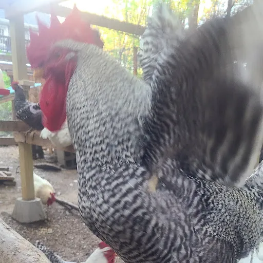 Hen Jutsu