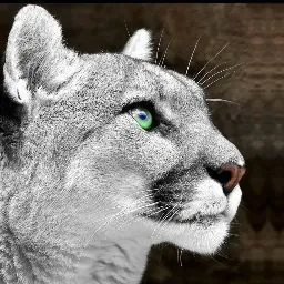 Jesse Catamount
