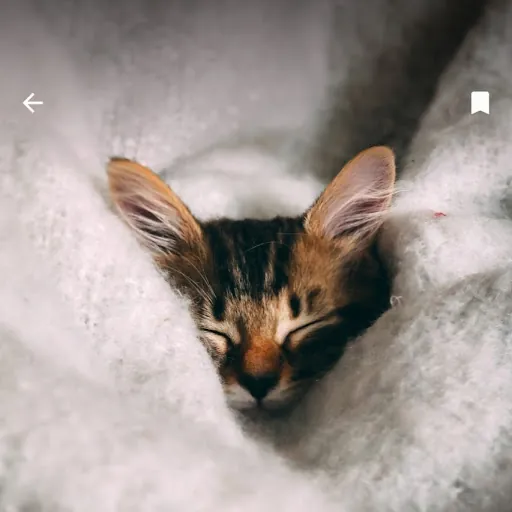 LoriCat