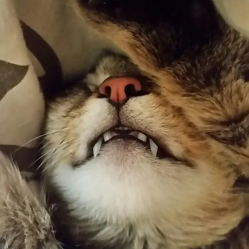 crazycatlady 36