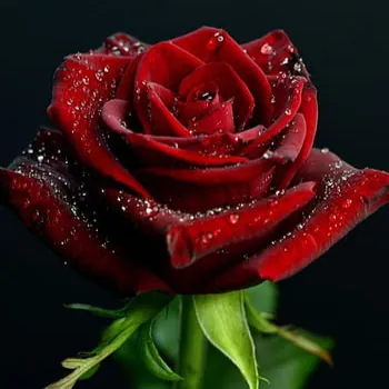 Aayush
