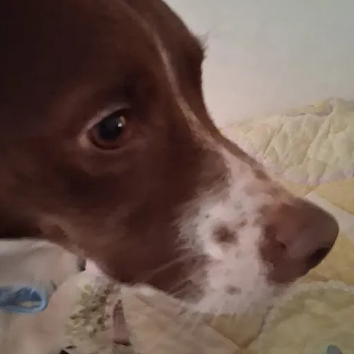 Marley Chew