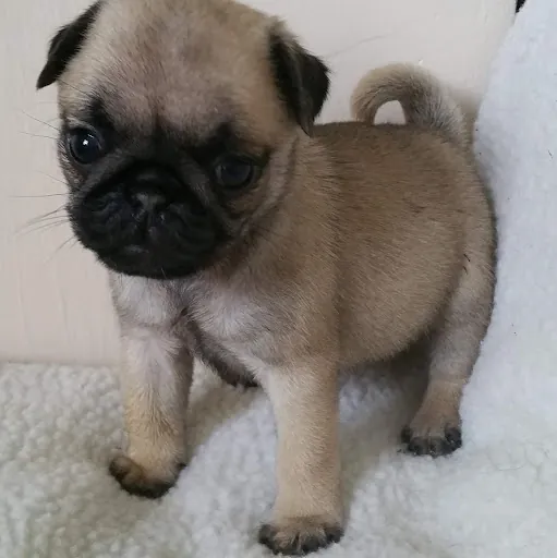 BENSON SARG
