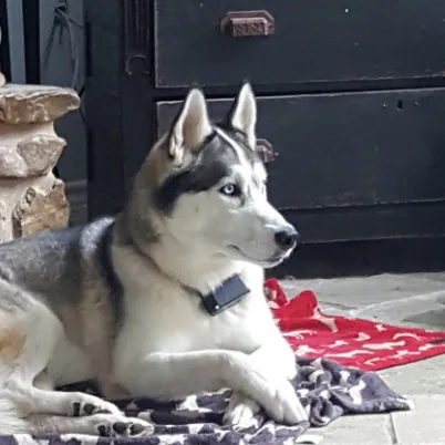 Lux Lobos