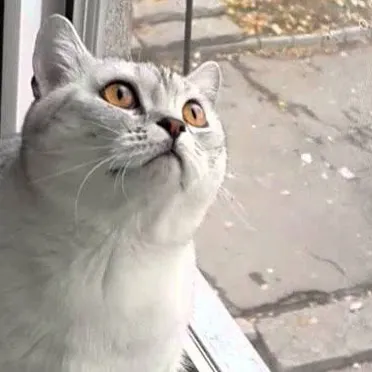 Questionable Cat