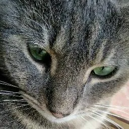 Izzy