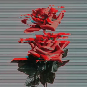 Sabeeha Rose