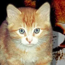 chattystarcats