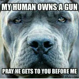 Pitbull Lover