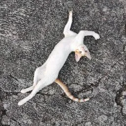 Verocious Cat