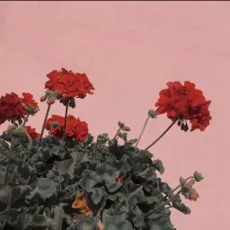 August
