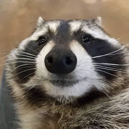 jiggysauce23