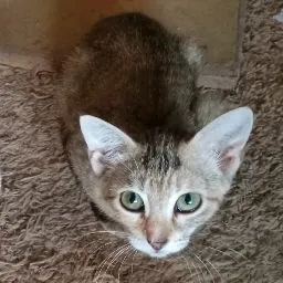 Sacha Wilson
