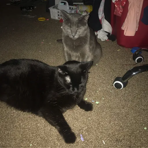 ShadowTheCute