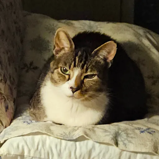 Paula Catlover