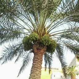 Mustafa Sadeq