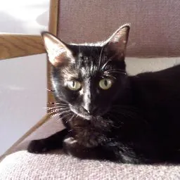 Cattitude