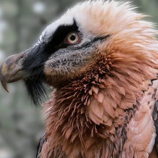 Volatile Vulture