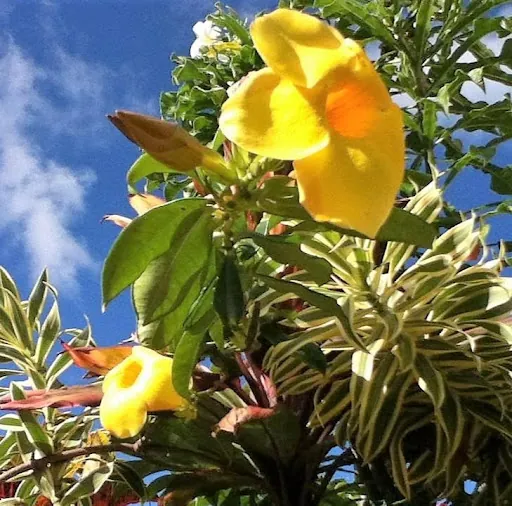 Te'aliinui808 IslandVibez