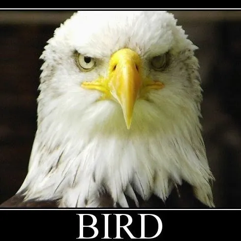thebirdlives