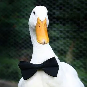codeduck