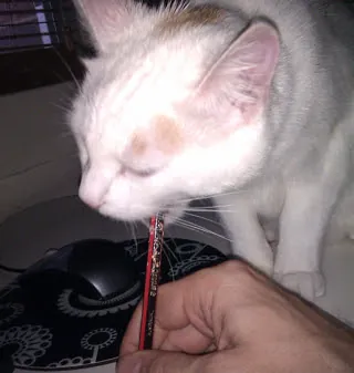 Brad &Cat