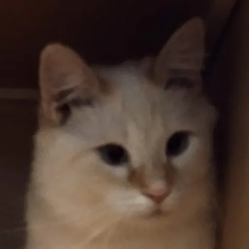 Logan