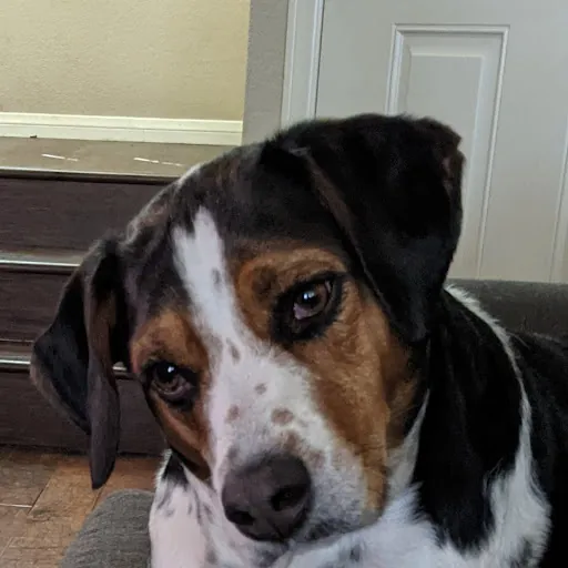 Audrey