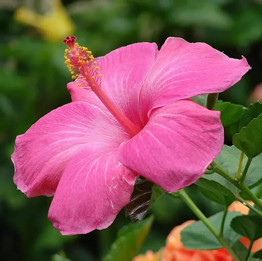 PinkHibiscusx