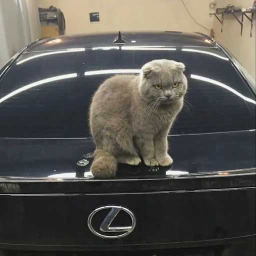 Tuna