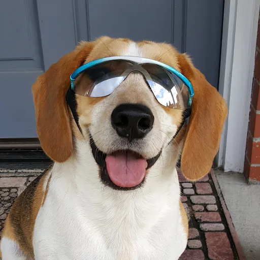 Banyan The Beagle