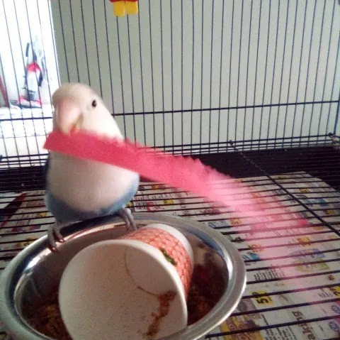 Darnit
