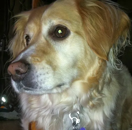 Janita