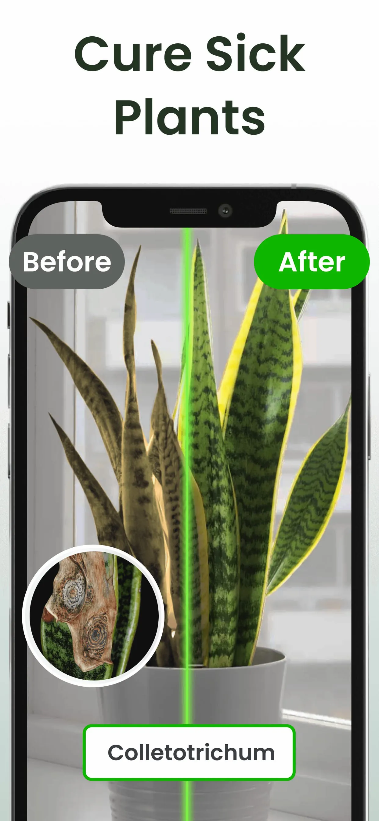 Plant Identifier: Plantiary