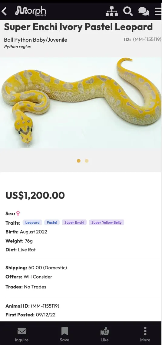 MorphMarket