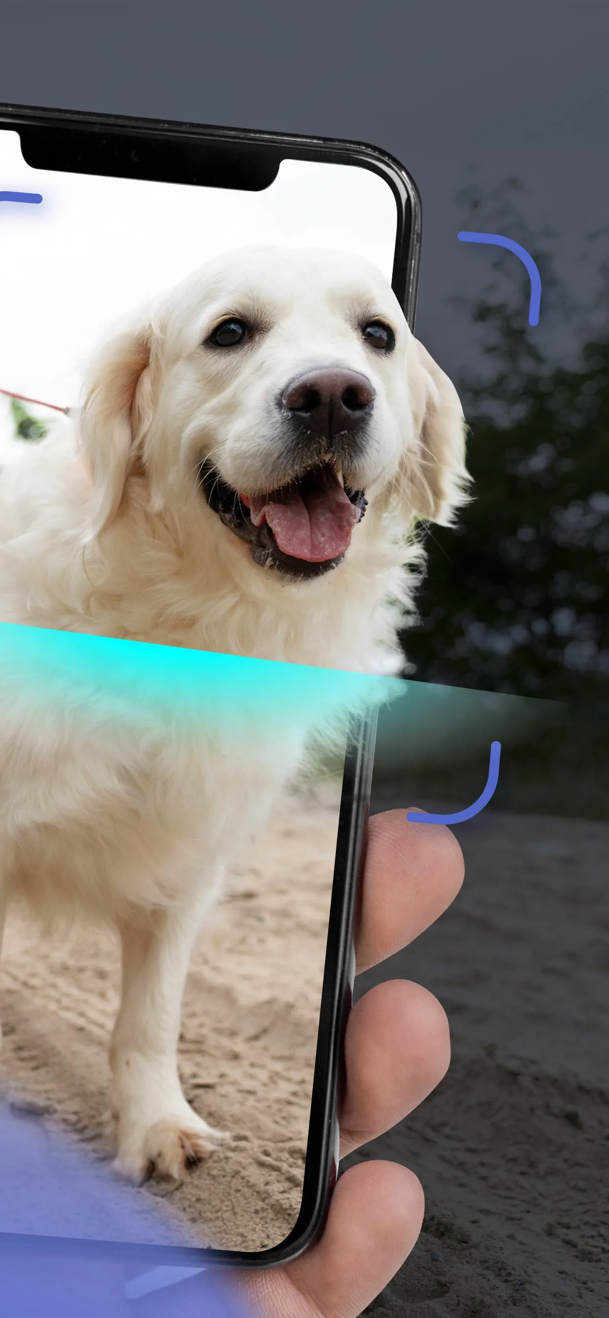Dog Scanner: Breed Identifier