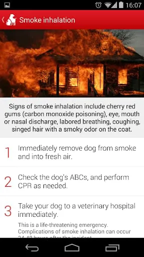 Pet First Aid