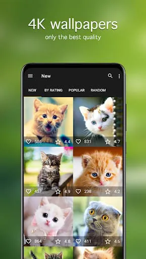 Cat Wallpapers & Cute Kittens
