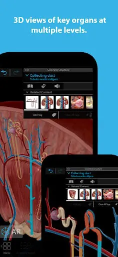 Human Anatomy Atlas 2025